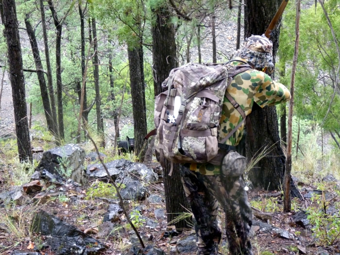 Bow hunter stalking up on a pig.